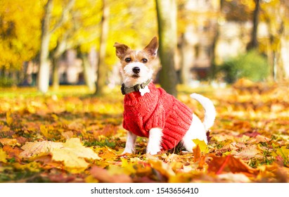 Funny dog Jack Russell Terrier sitting in the leaves in the park on a fall day. An animal in a sweater, on the street in a square. Autumn mood. Dog parson terrier plays in maple red and yellow leaves. - Powered by Shutterstock