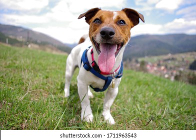 Funny Dog Jack Russell Terrier Showing Tongue On The Hill