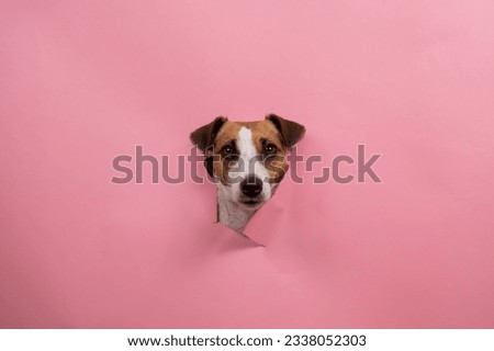 Similar – Image, Stock Photo nice dog on the beach,france