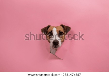 Similar – Image, Stock Photo nice dog on the beach,france