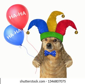 The Funny Dog In A Jester Hat Holds Two Color Balloons. April Fools Day. White Background. Isolated.