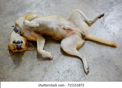 Funny Dog Is Laying Upside Down On His Back. 