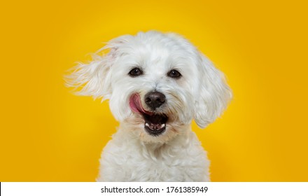 Funny Dog Licking Its Lips With Tongue Out. Isolated On Yellow Background.