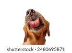 Funny dog licking screen isolated golden retriever