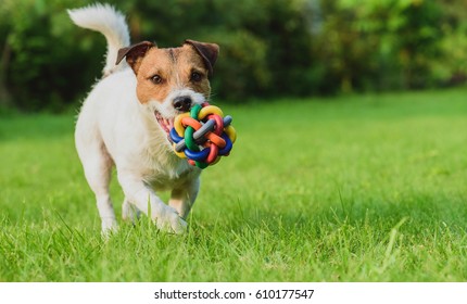 Funny dog looking at camera playing with toy ball