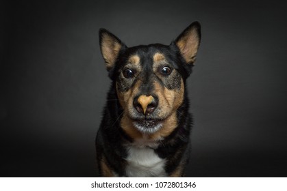 Funny Dog Looking At Peanut Butter On His Nose