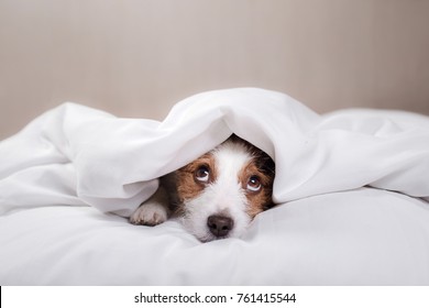 Funny Dog Lying In Bed. Jack Russell Terrier Cute Faces