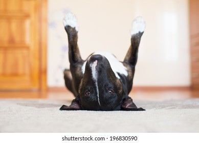 Funny Dog Lying Upside Down