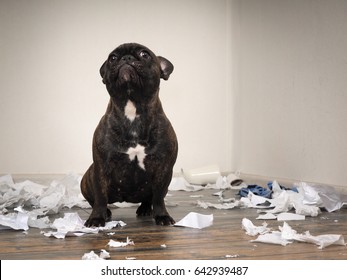 Funny Dog Made A Mess In The Room. Playful Puppy French Bulldog