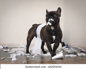 Funny Dog Made A Mess In The Room. Playful Puppy French Bulldog