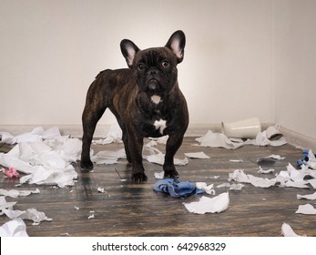 Funny Dog Made A Mess In The Room. Playful Puppy French Bulldog