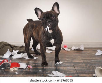 Funny Dog Made A Mess In The Room. Playful Puppy French Bulldog