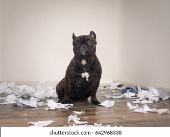 Funny Dog Made A Mess In The Room. Playful Puppy French Bulldog