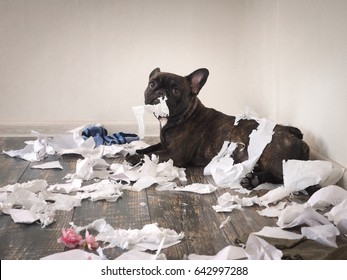 Funny Dog Made A Mess In The Room. Playful Puppy French Bulldog