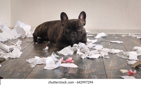 Funny Dog Made A Mess In The Room. Playful Puppy French Bulldog