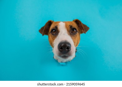 Funny dog muzzle from a hole in a paper blue background.  - Shutterstock ID 2159059645
