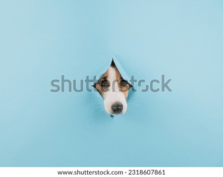 Similar – Image, Stock Photo nice dog on the beach,france