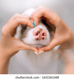 Funny Dog Nose Close Up With Owner Hands Showing A Heart Shape Around It