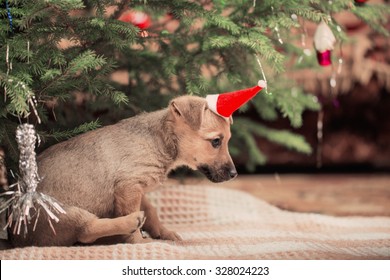 Funny Dog On Background Christmas Tree