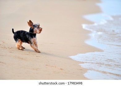 Funny Dog On The Beach