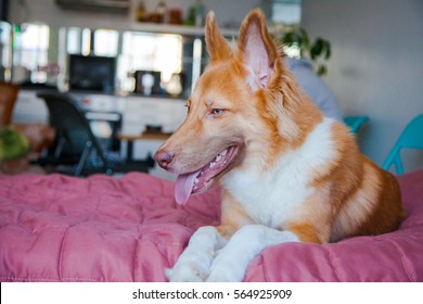 Funny Dog On The Bed 