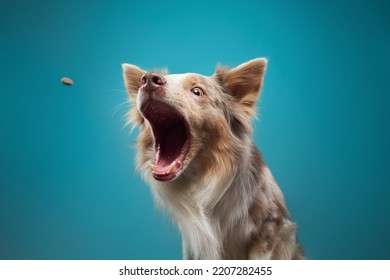 funny dog on blue background. Happy border collie catch food, open mouth, action, movement. pet portrait in studio  - Shutterstock ID 2207282455