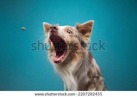 funny dog on blue background. Happy border collie catch food, open mouth, action, movement. pet portrait in studio 