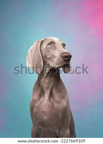 Similar – Image, Stock Photo Funny Weimaraner dog on black background