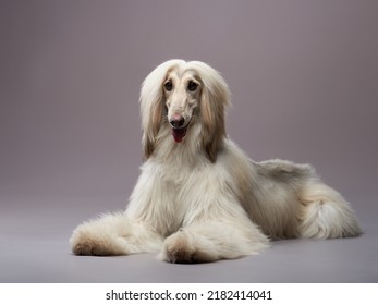 Funny Dog On A Grey Background. Fawn Afghan Hound In Studio