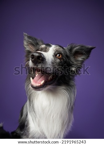 funny dog on purple background. Border collie with crooked muzzle, wide angle, emotion