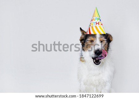 Funny dog on a white background in a cap, Happy birthday. A pet licks its lips, celebrating a holiday. Copy Space