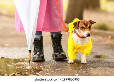 Funny Dog And Owner In Raincoats Walking Outdoors