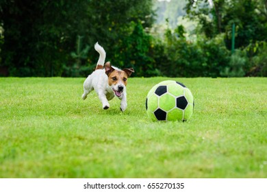 5,391 Dog And Soccer Images, Stock Photos & Vectors | Shutterstock