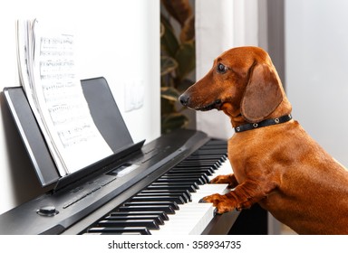 Funny dog playing the piano