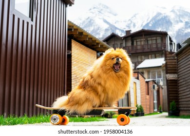 A funny dog, a Pomeranian spitz, sits on a skateboard, against a background of mountains, Pet on vacation