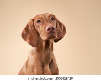 funny dog portrait. Hungarian vizsla on a beige background - Powered by Shutterstock