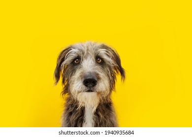 Funny Dog Portrait With Stress, Alert, Worried, Fear, Begging Expression Face. Isolated On Yellow Colored Background.