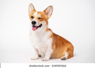 Funny Dog (puppy) Breed Welsh Corgi Pembroke Sit And Give A Wink On A White Background. Not Isolate