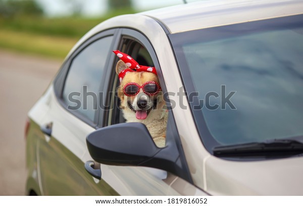 funny dog puppy a Corgi in\
fancy sunglasses stuck its face and paws out the window of a\
passing car