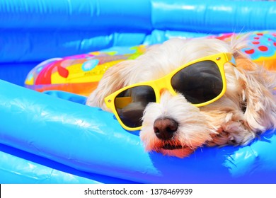 Funny Dog Puppy Sunglasses Pool Stock Photo (Edit Now) 1369597838