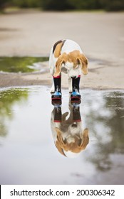 Funny Dog In Rain Boots Standing In The Pond