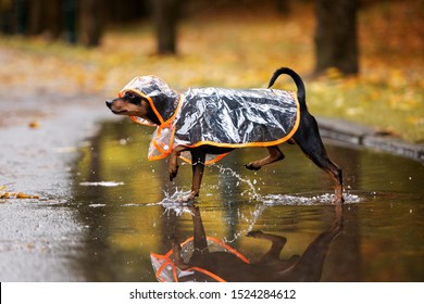 Funny Dog In A Rain Coat Outdoors In Autumn