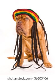 Funny Dog In Rastafarian Hat With Dreadlocks