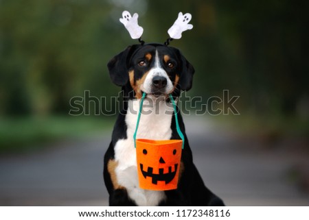 funny dog ready for halloween 