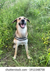 Funny Dog Ready For Hiking In Reunion Island