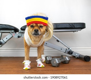 Funny Dog Ready For Home Gym Workout