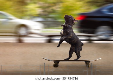 Funny dog riding a skateboard