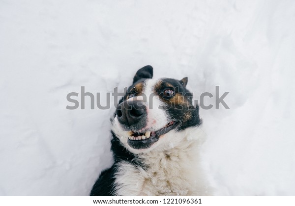 雪の中を転がるおかしな犬 冬に背中に寝転がる喜劇的な子犬 愛らしいペットのアウトドアライフスタイルのポートレート 雪で遊ぶ家畜 笑顔で笑う感情的な犬 の鼻口部 の写真素材 今すぐ編集