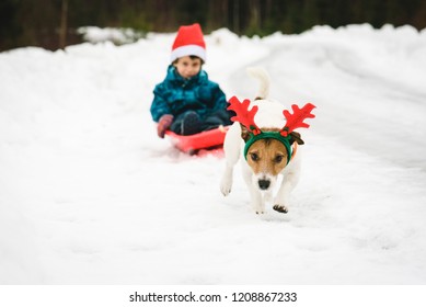 Funny Dog Rudolph Reindeers Antlers Pulls Stock Photo 1208867233 | Shutterstock