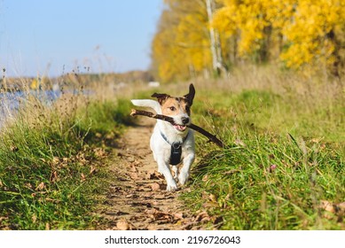 Funny Dog Running Along Hiking Trail Playing With Wooden Stick On Sunny Autumn Day